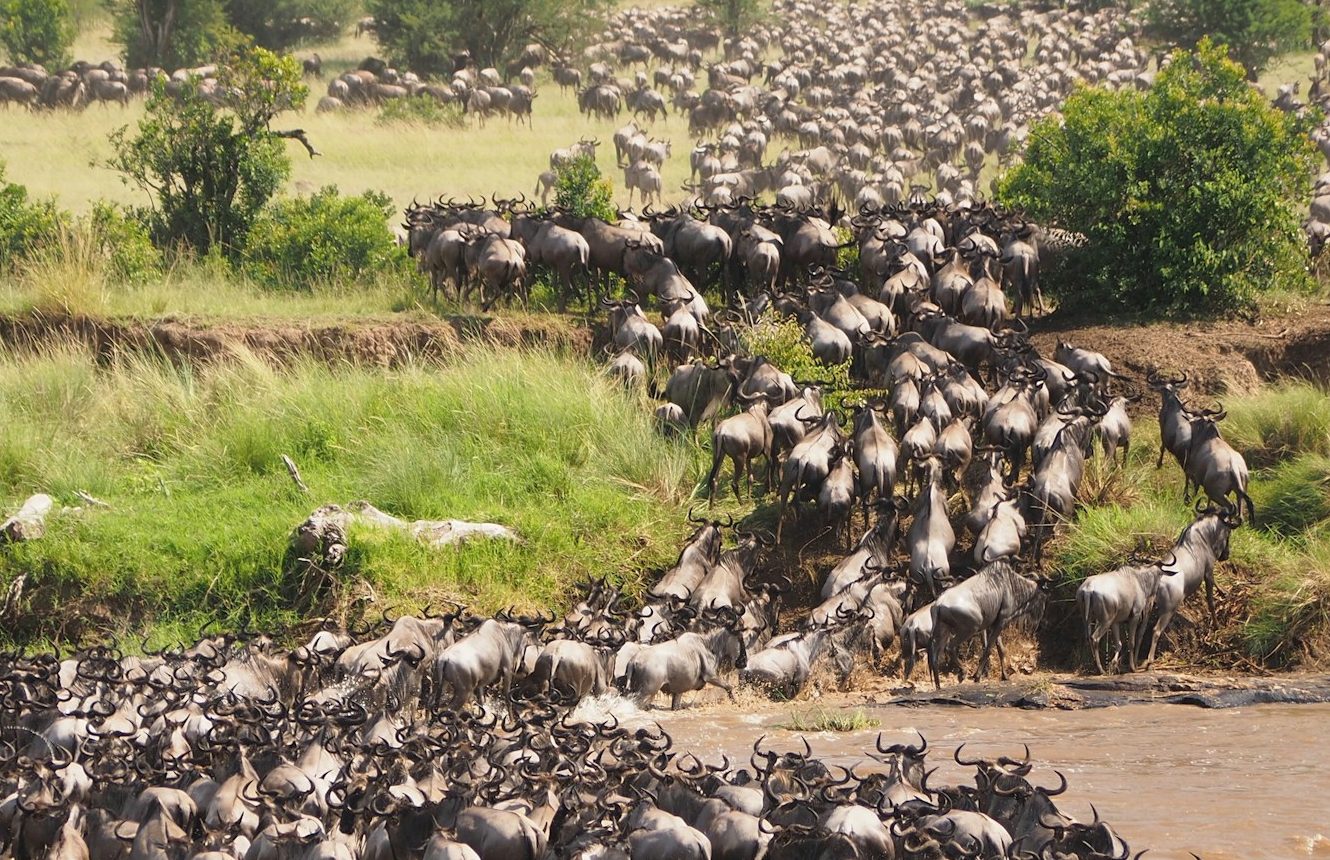 Wildebeest Migration in Serengeti
