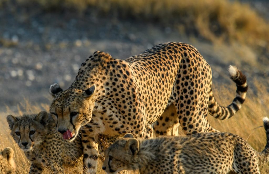 A Cheetah and her cubs in Masai Mara