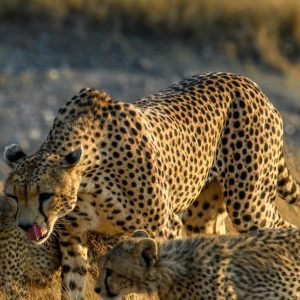 A Cheetah and her cubs in Masai Mara