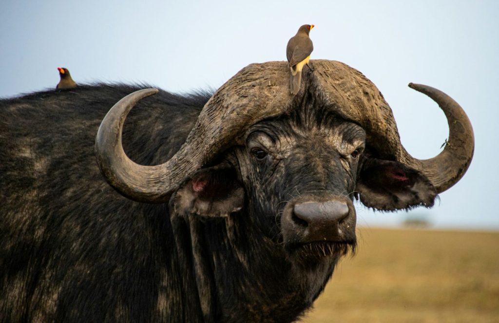 the cape buffalo