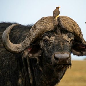 the cape buffalo