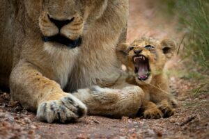 Top Reasons Why You Should Travel to Kenya