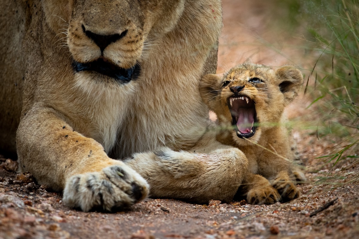 Top Reasons Why You Should Travel to Kenya