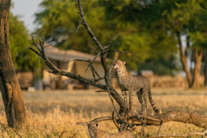 How Much Does a Kenya Tanzania Safari Actually Cost?