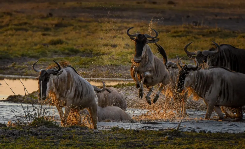 Kenya & Tanzania Safari Month by Month Guide: Complete East Africa Wildlife Calendar