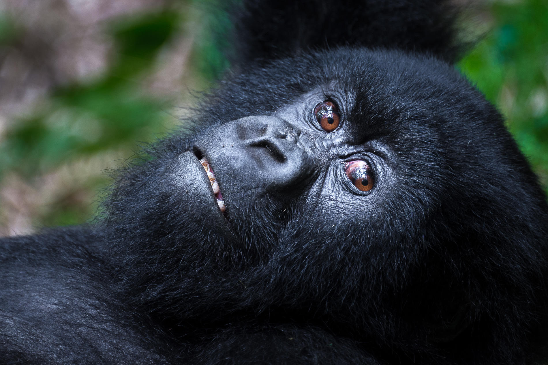 11-day Gorilla Safari and Zanzibar Beach