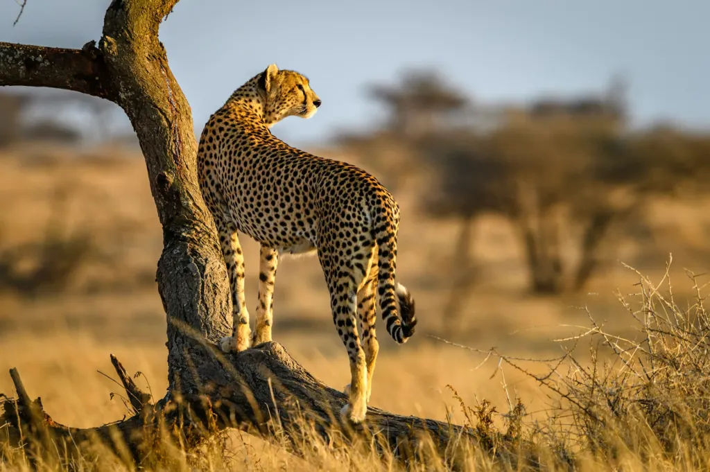Serengeti