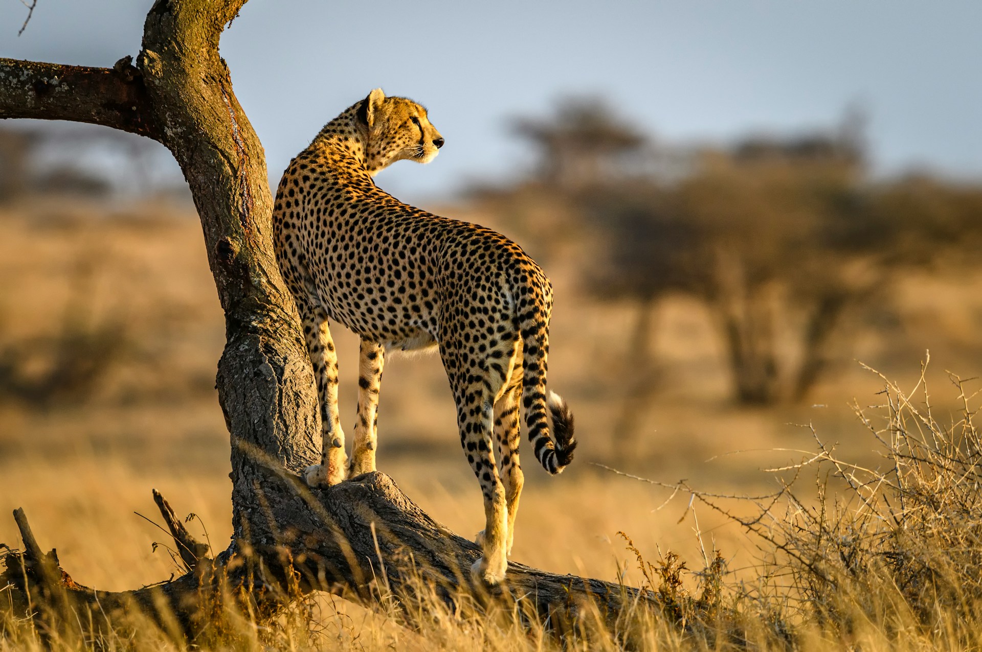 Serengeti
