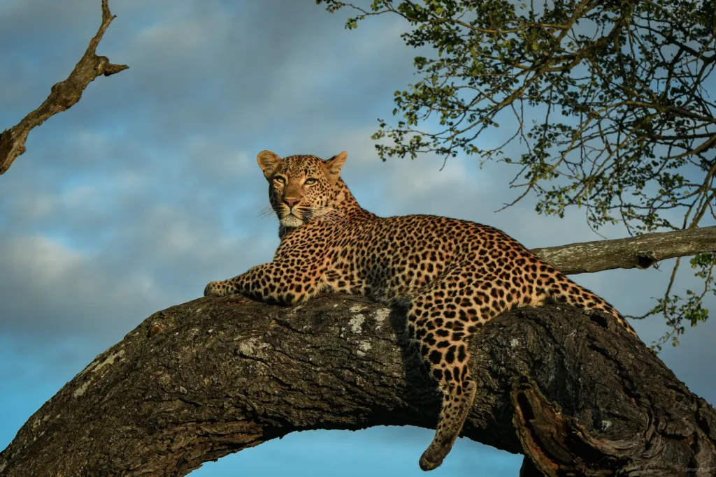 Best Of Kenya Safari