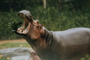 9 Amazing Hippo Facts To Know Before Your Tanzania Safari