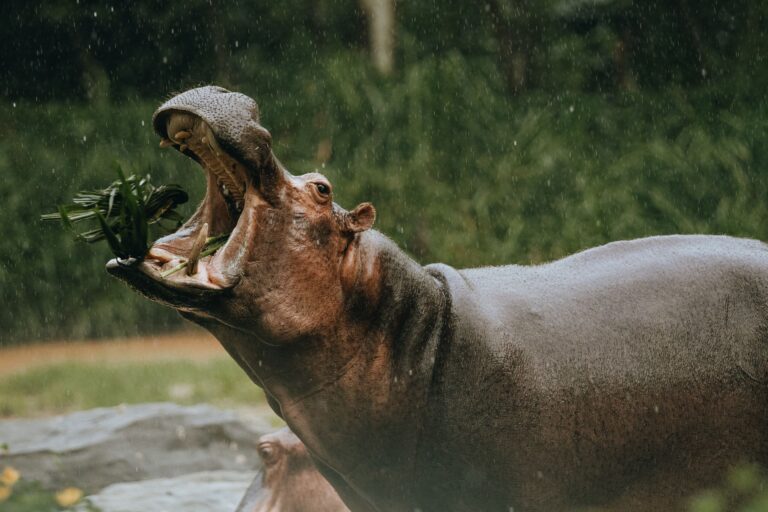 9 Amazing Hippo Facts To Know Before Your Tanzania Safari