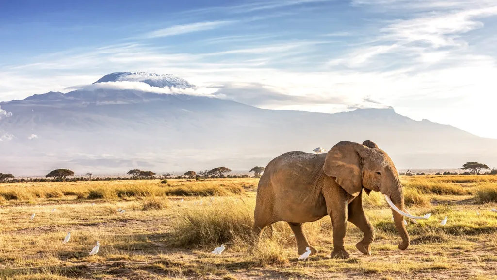 Amboseli