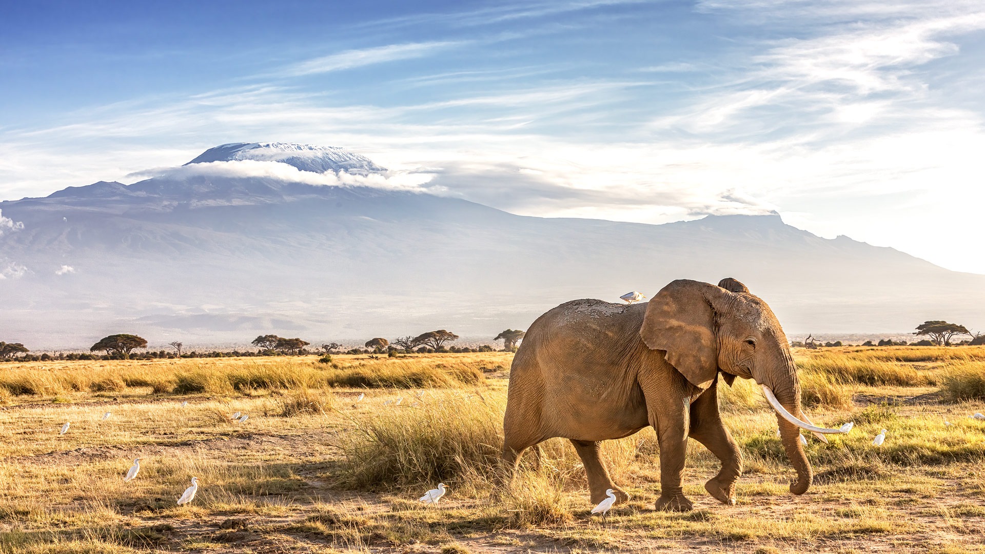 6-Day Amboseli and Masai Mara Safari