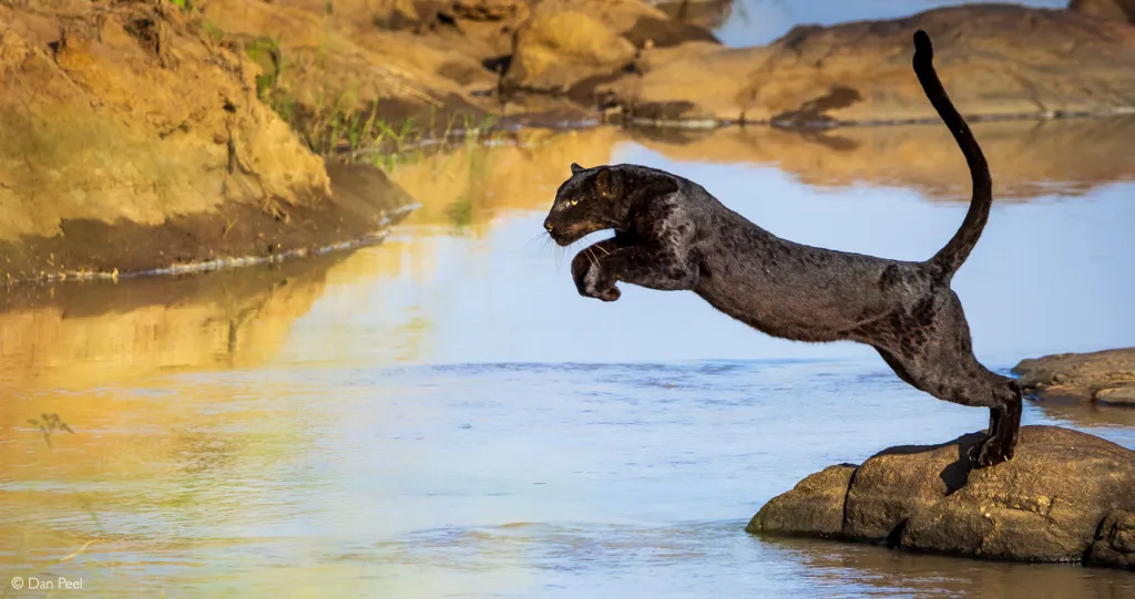 8-day Black Leopard & Masai Mara