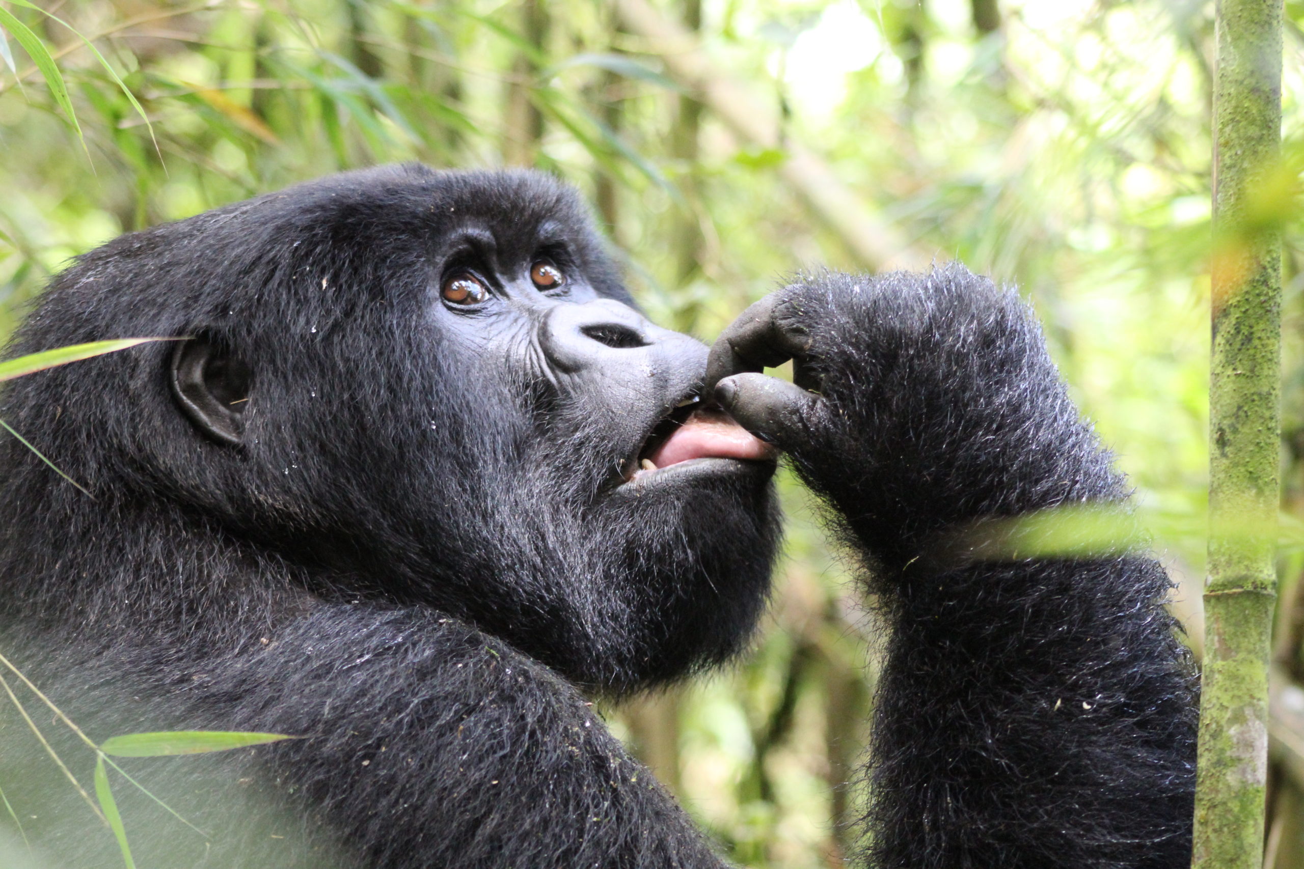 11 Days Gorilla and Kenya Tanzania Safari