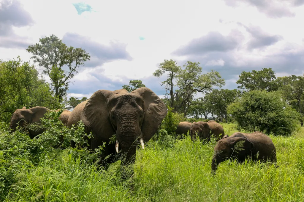 7-day Highlights of Kenya Safari