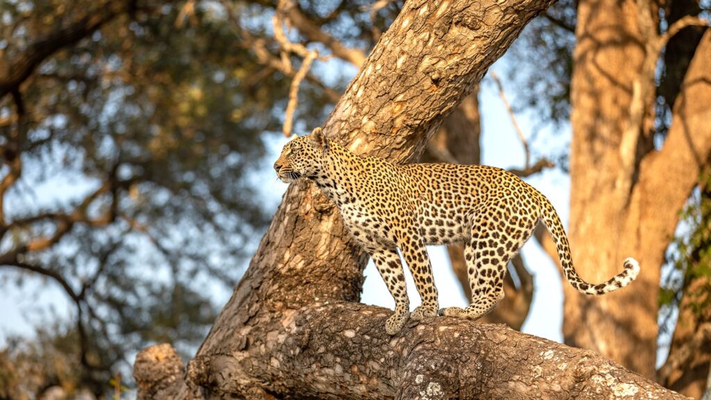 See leopard and iconic Africa wildlife with our Kenya and Tanzania Safari packages