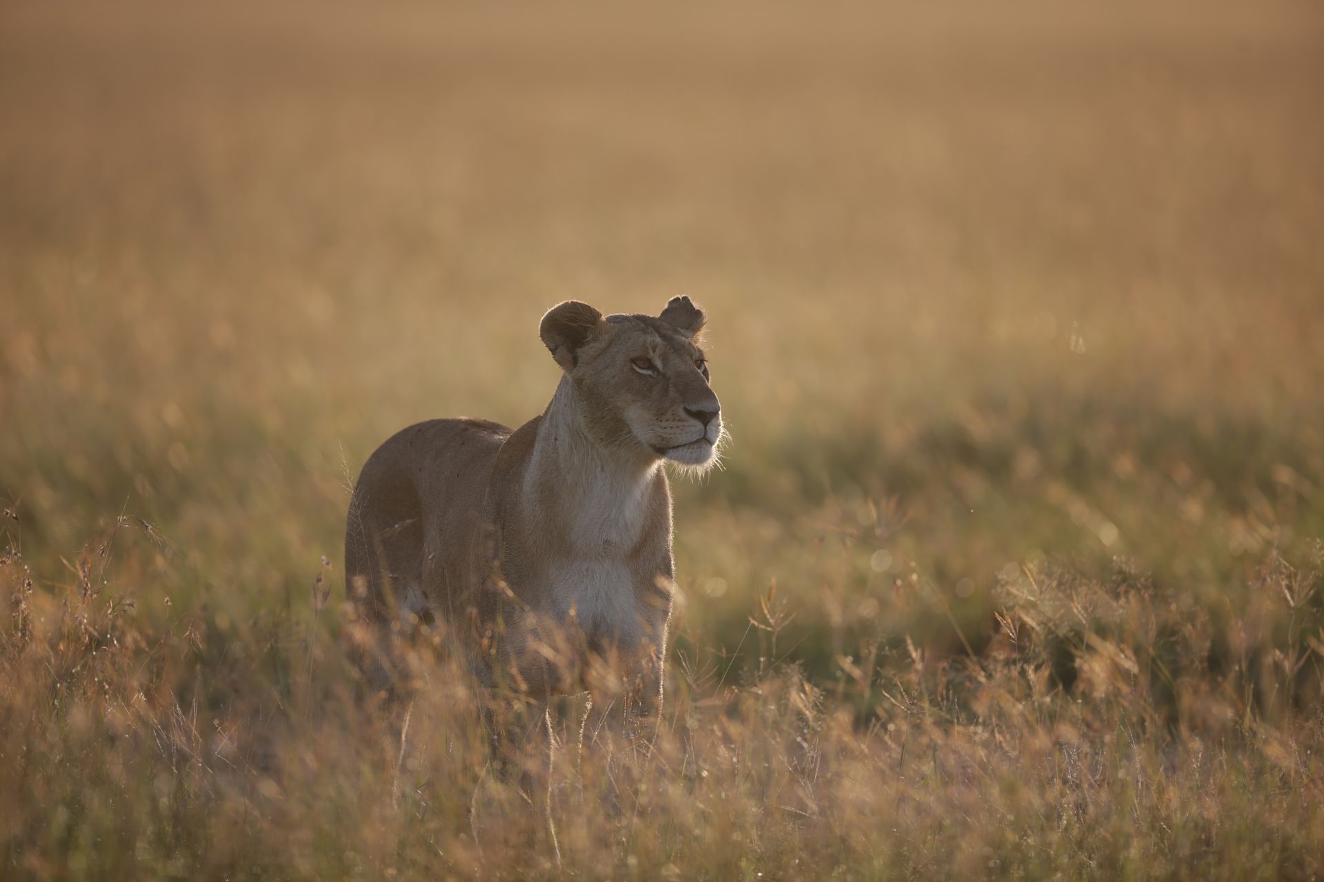 Morning Game Drives, While the Light and Energy Are Best