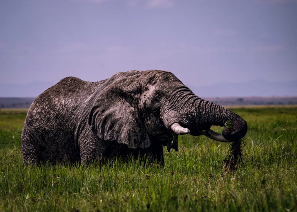 Best Time to Visit Kenya and Tanzania for Safari (Avoid the Crowds)
