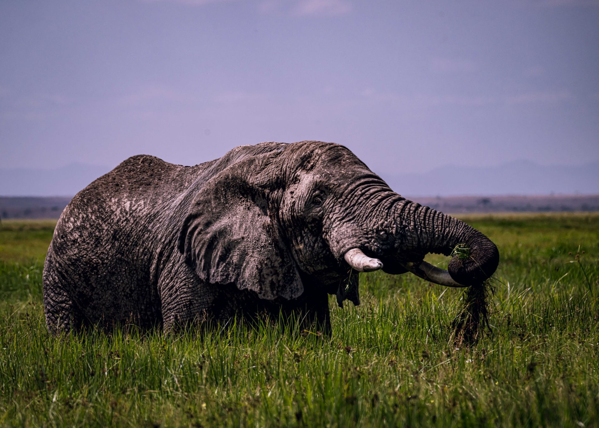 Best Time to Visit Kenya and Tanzania for Safari (Avoid the Crowds)