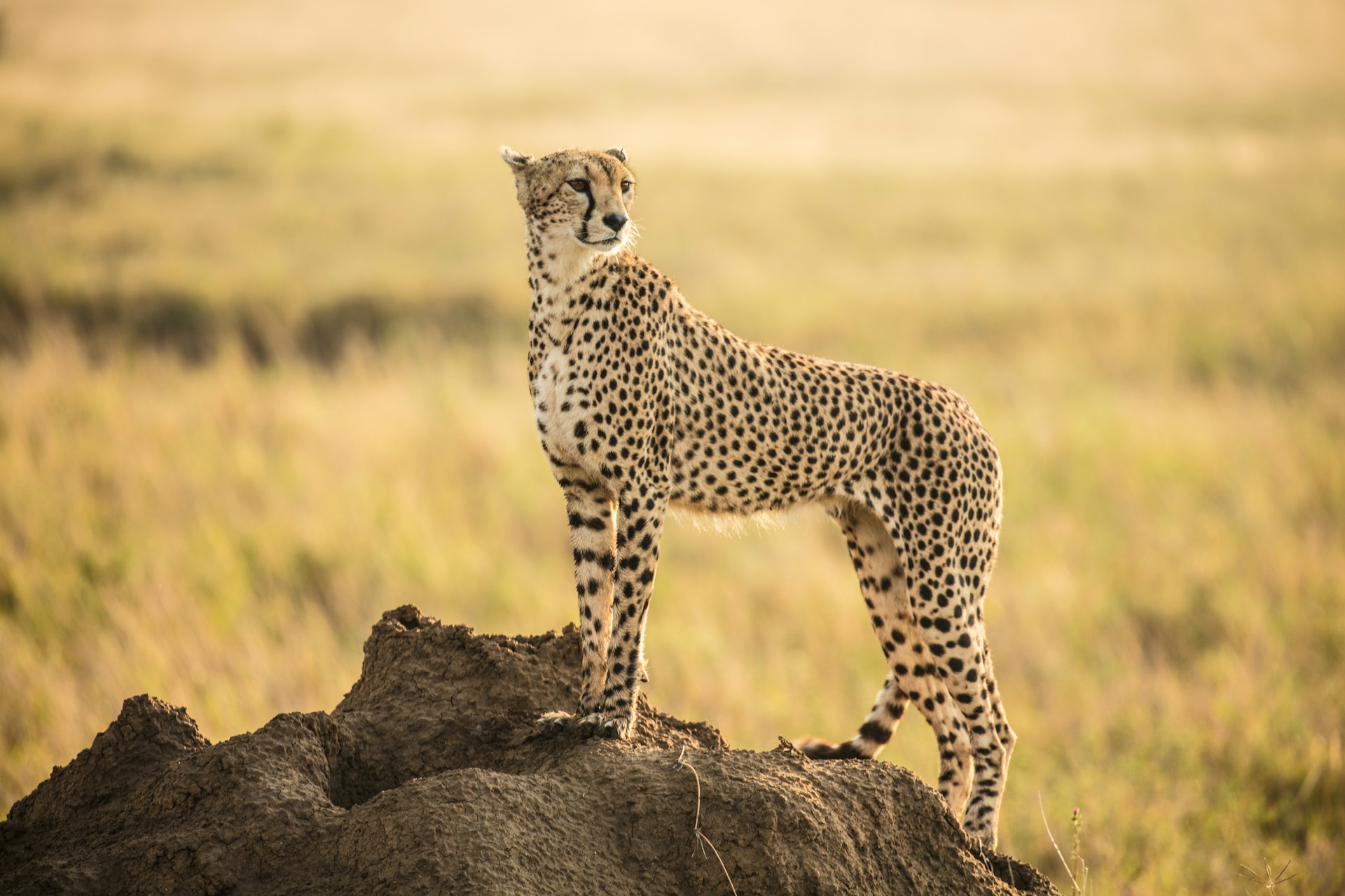 Serengeti