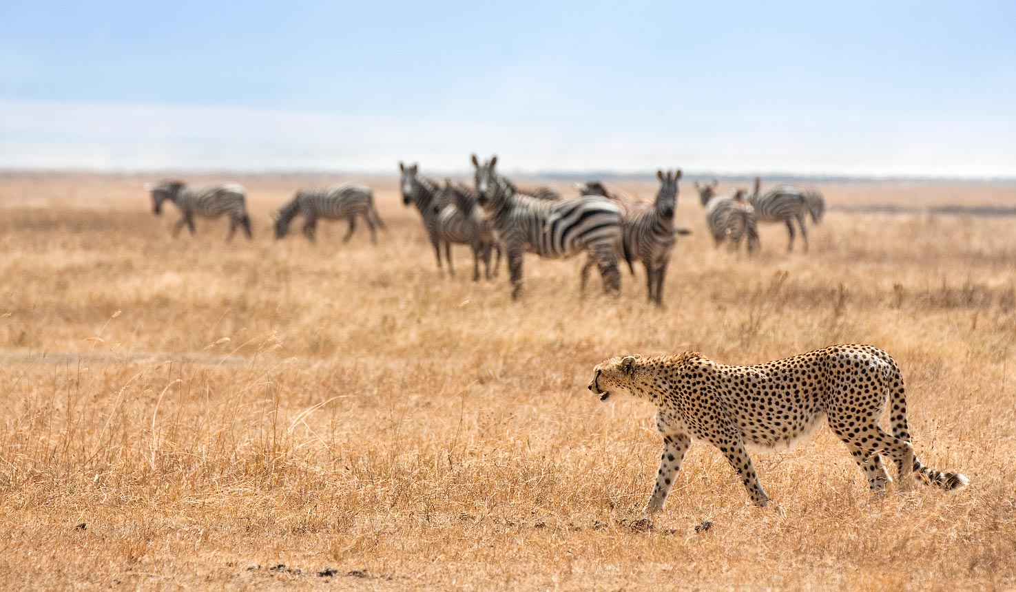 Ngorongoro Crater