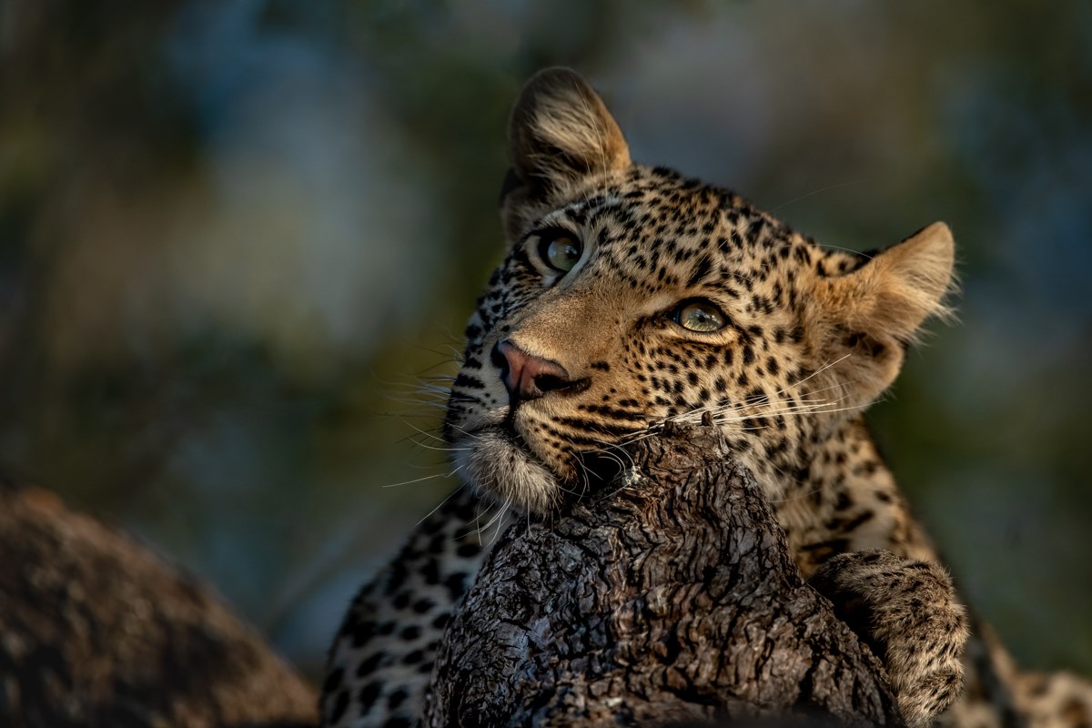Tanzania safari