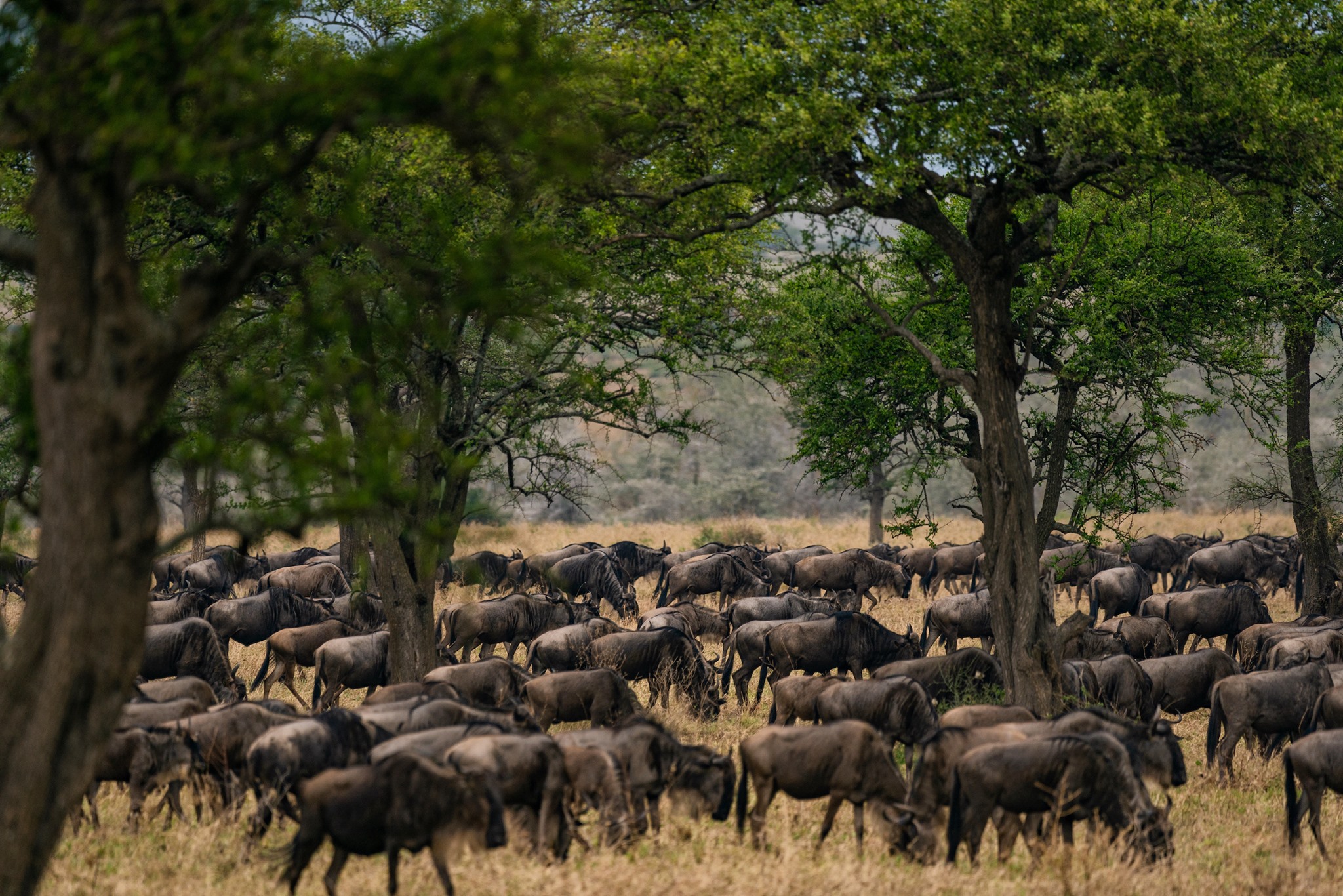 10-Day Luxury Migration Safari and Zanzibar