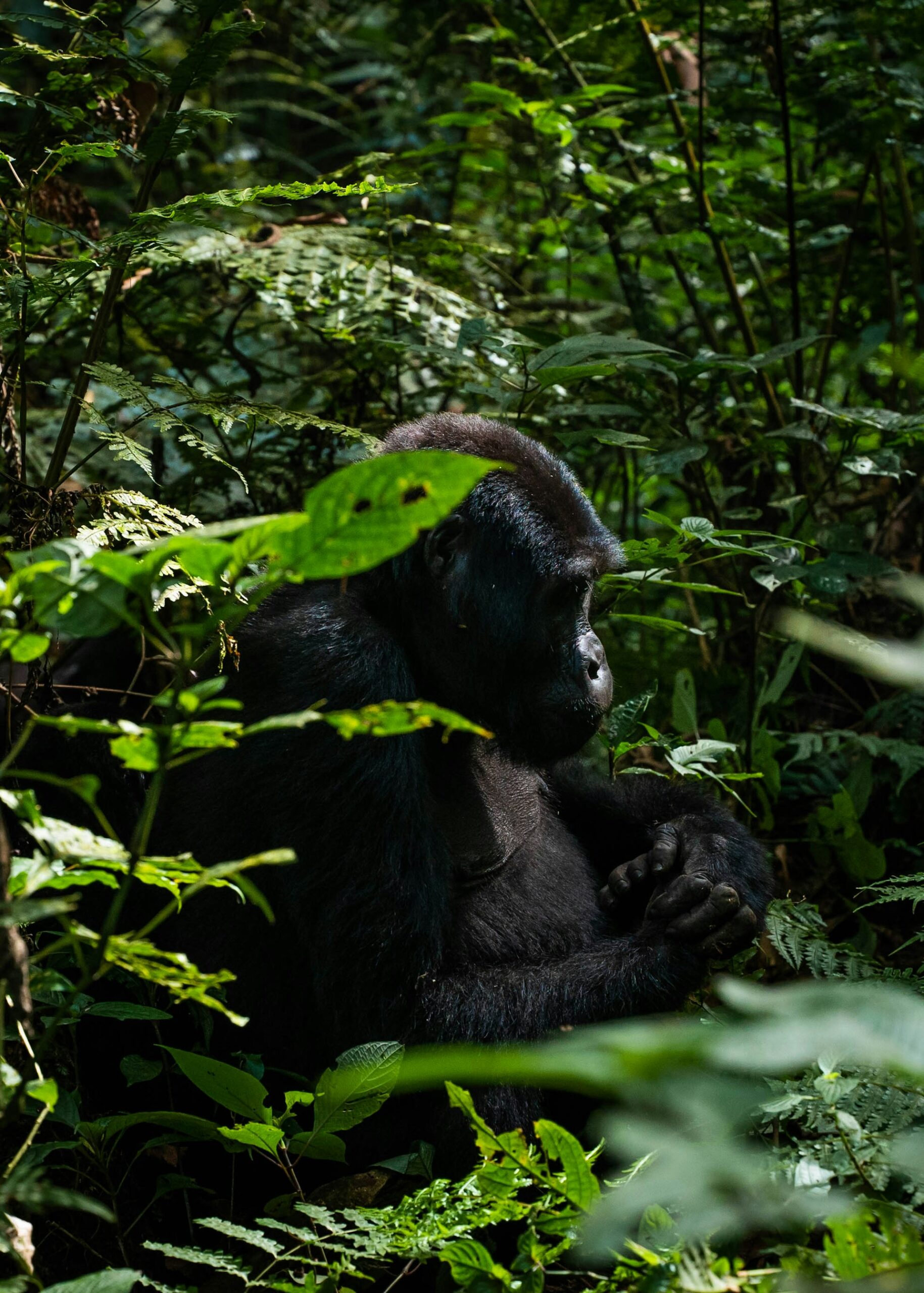 Gorilla Trekking Questions Answered
