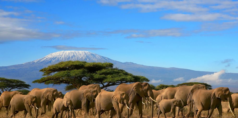 3 Days Amboseli Safari