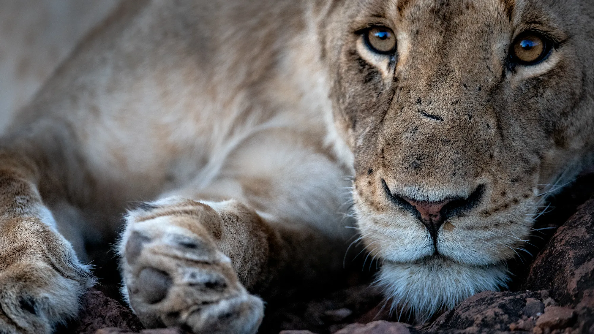 Discover Unforgettable Kenya and Tanzania Safaris