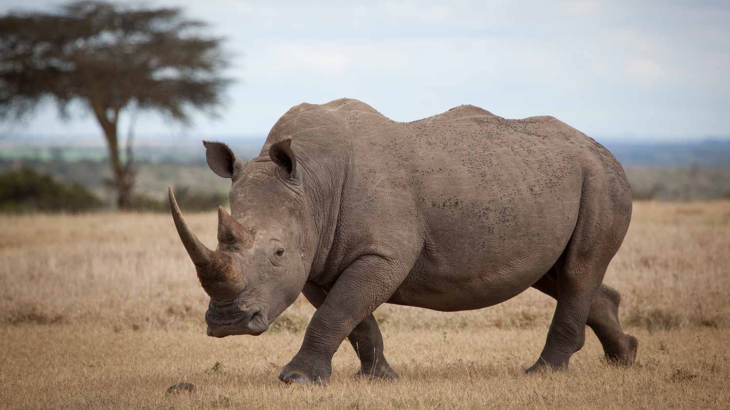 Lewa & Masai Mara Luxury Safari