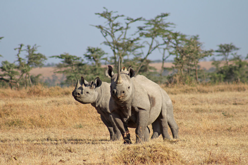 Kenya Private Wildlife Safari