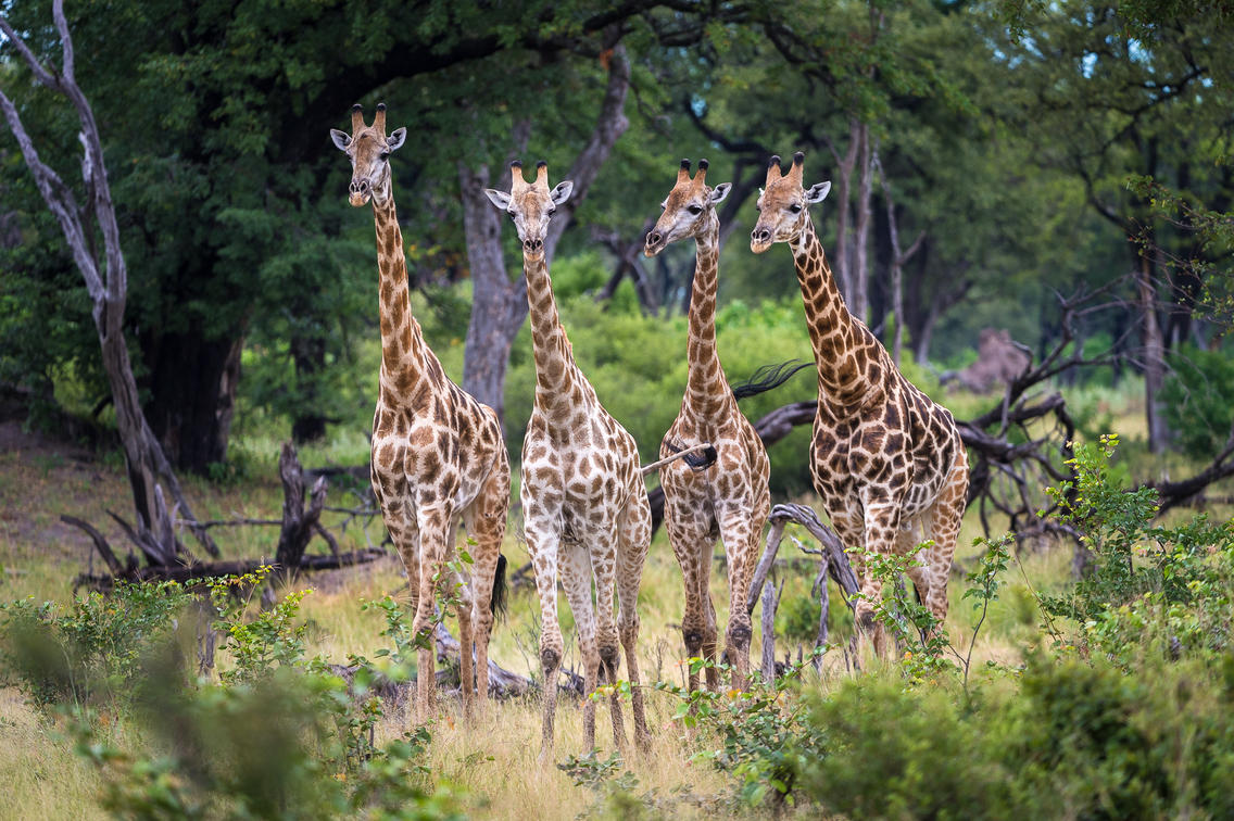 7 Days Across Kenya’s Wild North and South