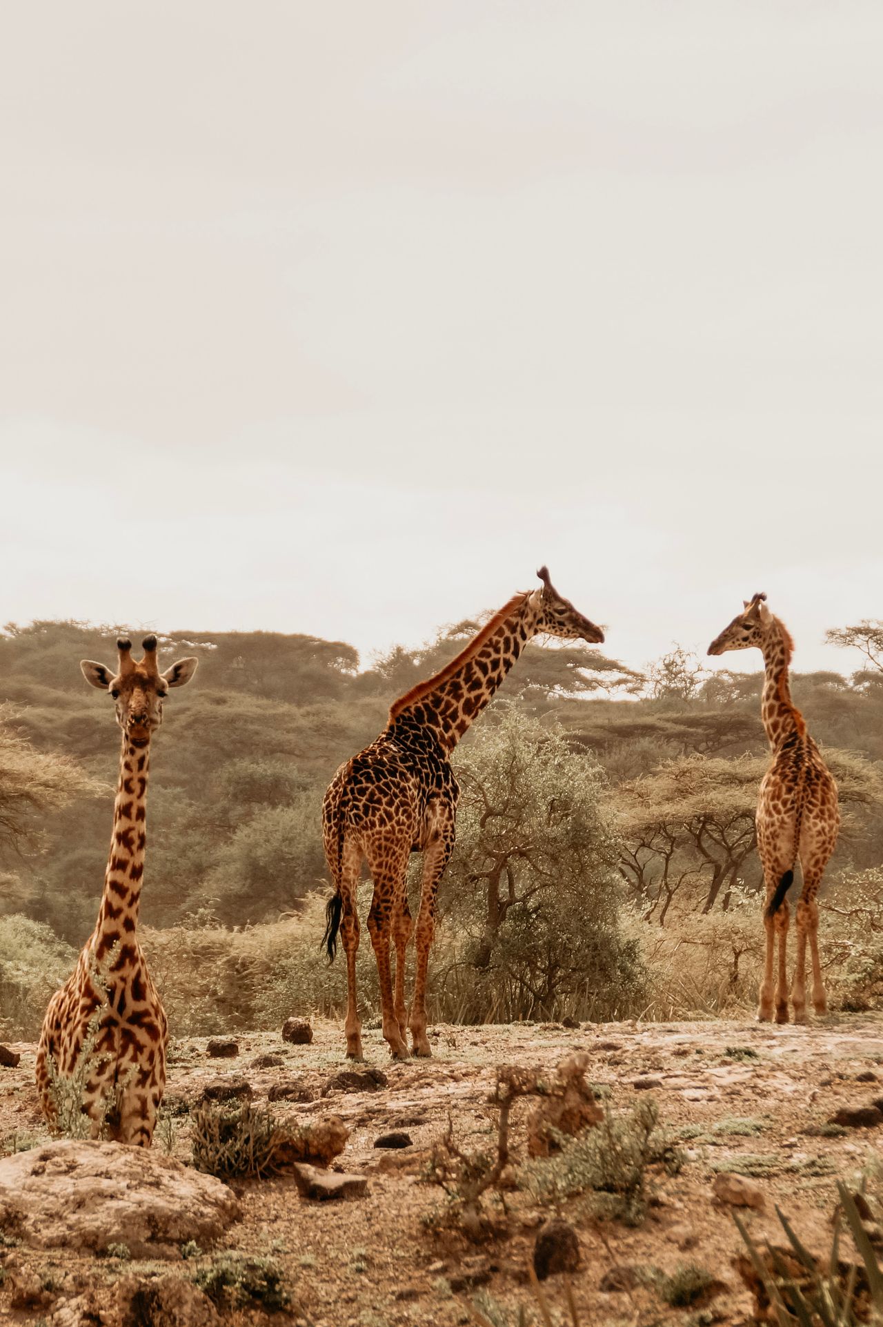 Why visit Kenya and Tanzania