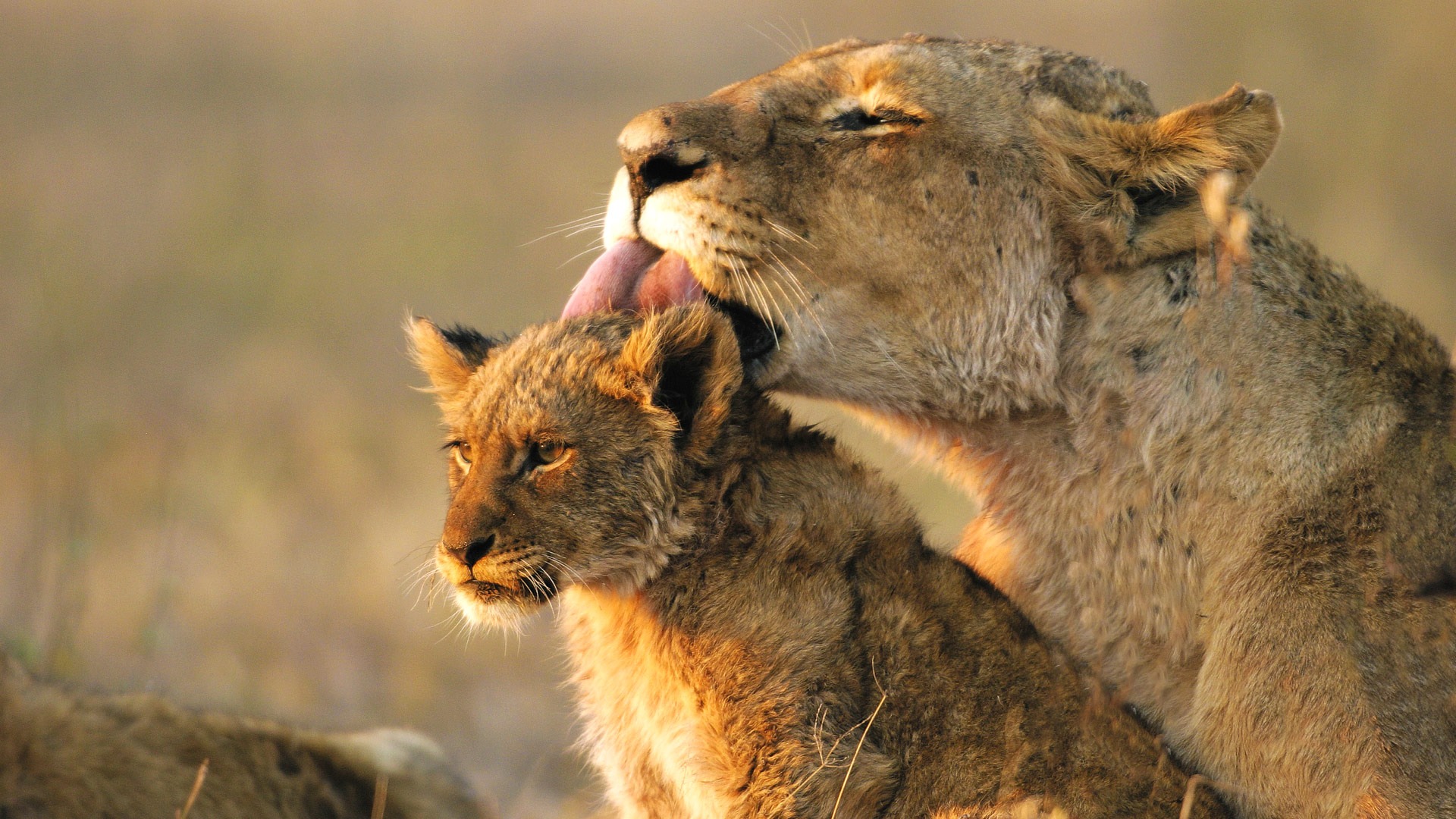 7-Day Tanzania Family Safari