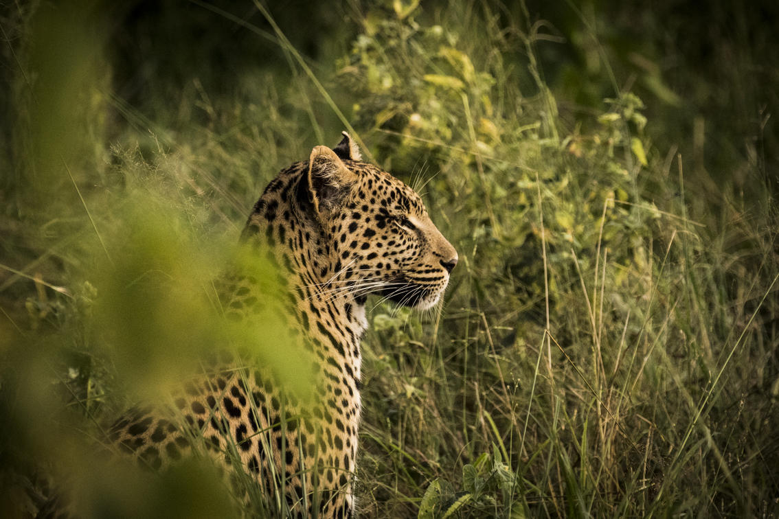 Best time to visit Masai Mara National Reserve