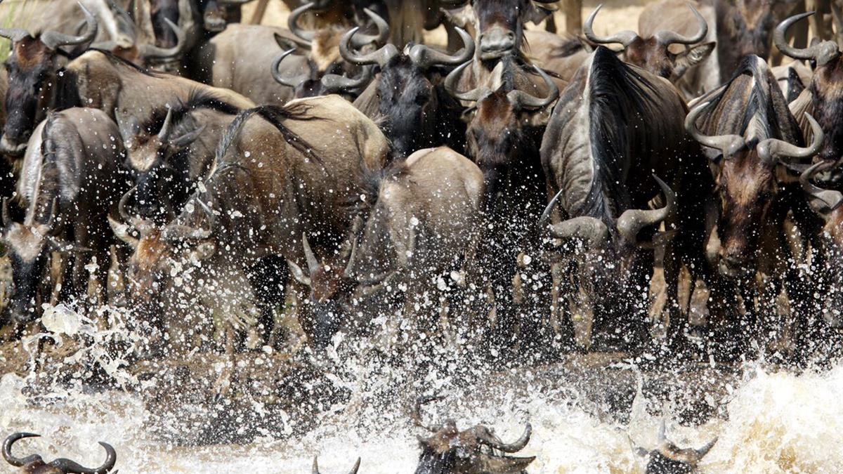 Following the migration across the line