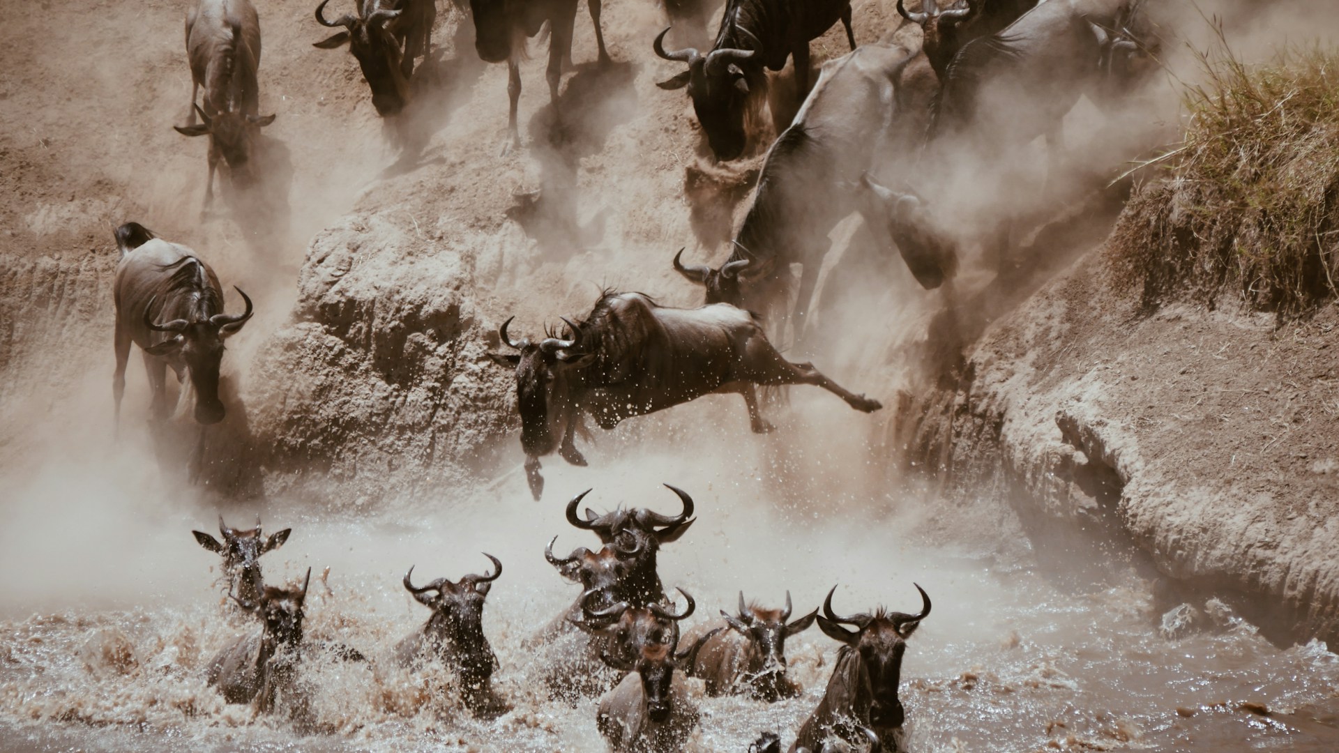 Wildebeest Migration Safari
