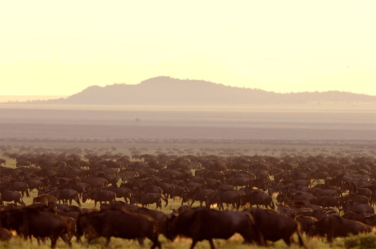 Calving season game drives