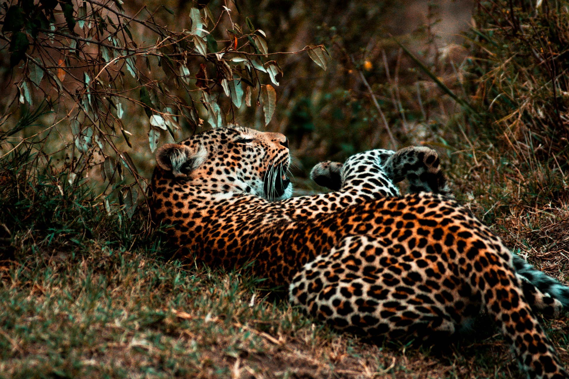 7 Days Best of Kenya Safari