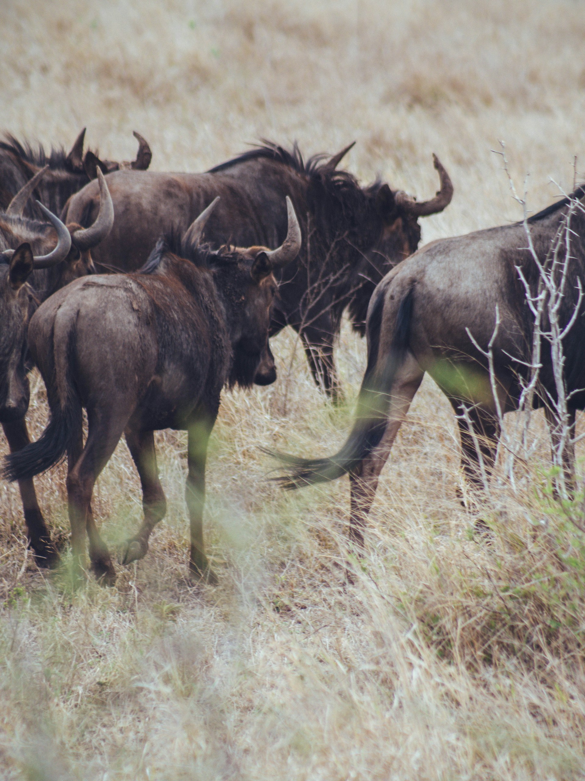 Wildebeest Migration Safari in Kenya and Tanzania