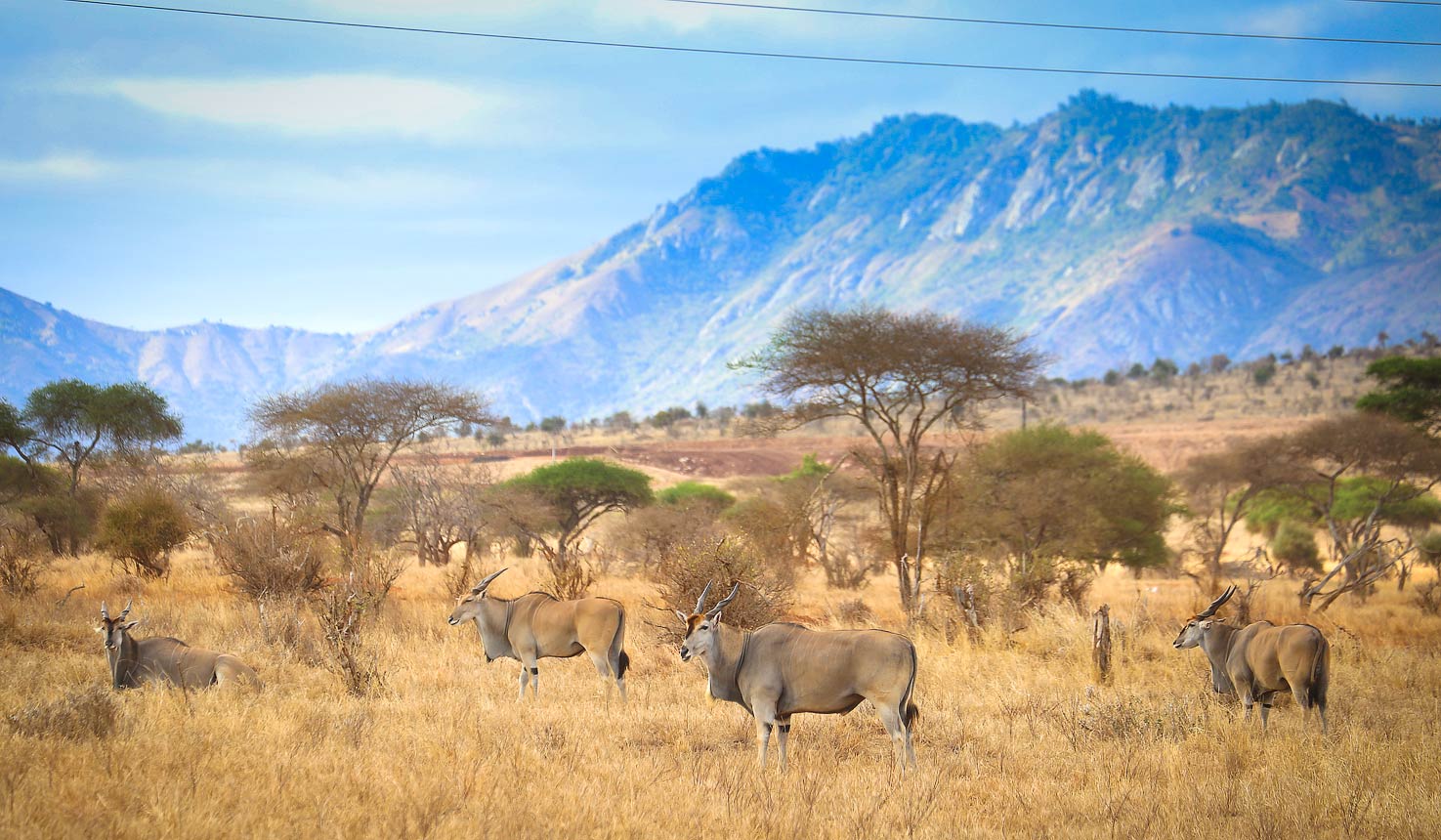 Why visit Tsavo West Safari