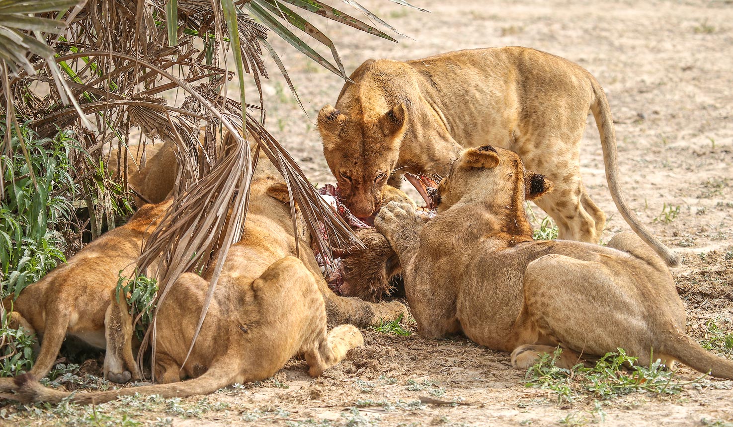 Why visit Nyerere National Park