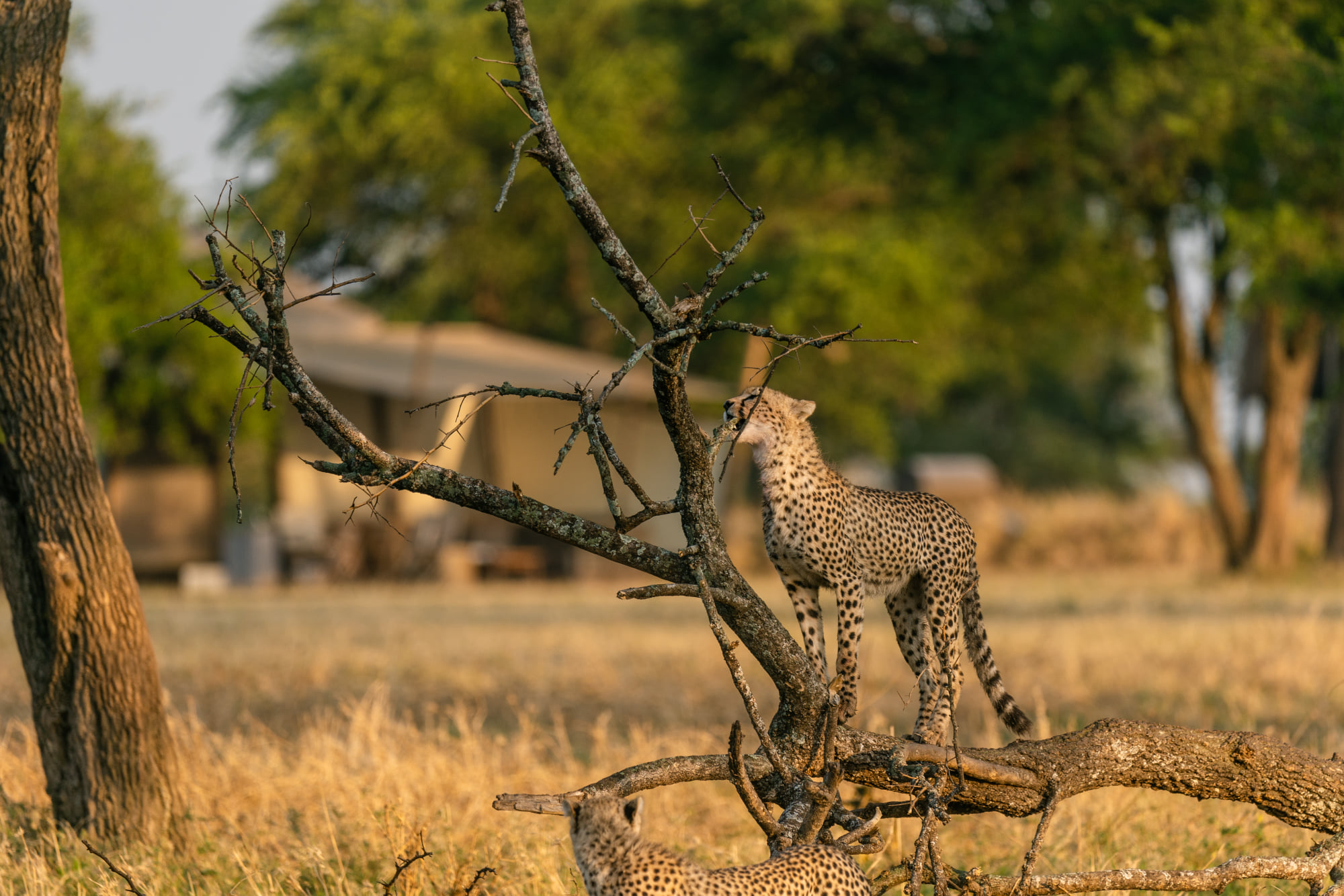 9 Days Combined Kenya Tanzania Safari