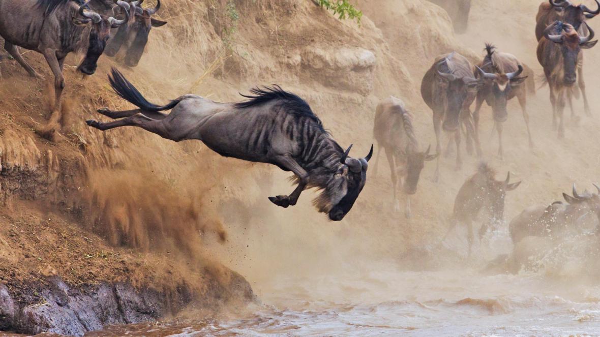 Wildebeest Migration Safari