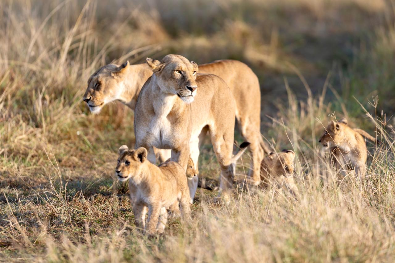 6-Day Lake Naivasha and Masai Mara Safari