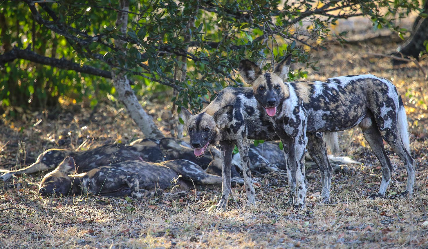 Nyerere National Park