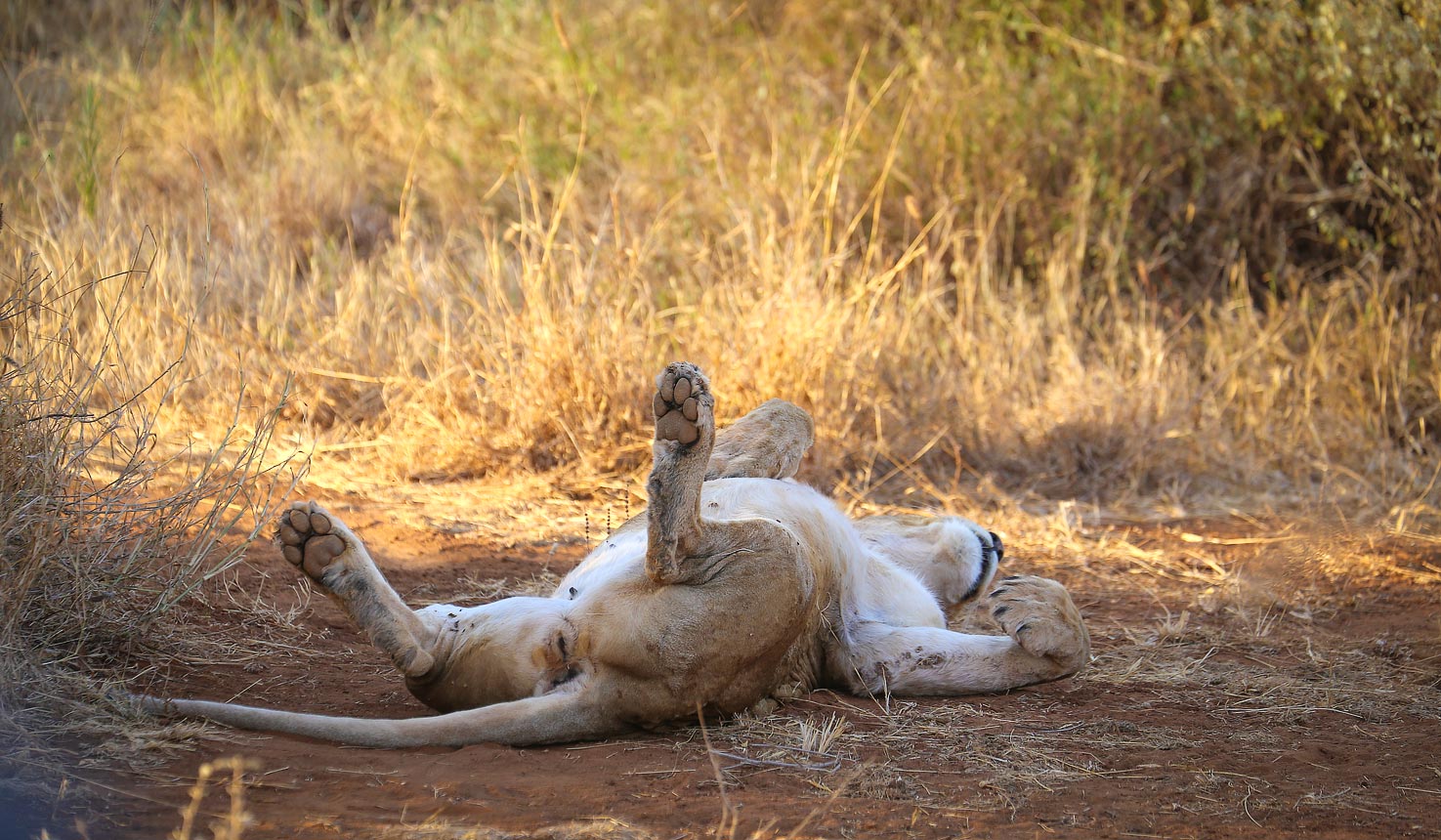 Why visit Amboseli National Park