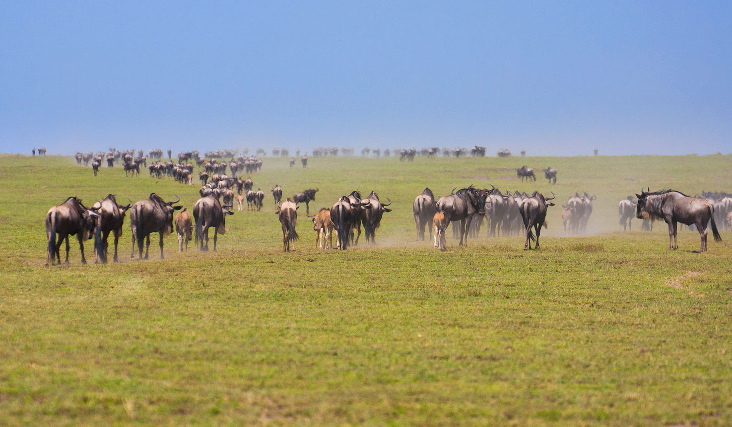 4 Days Great Migration Calving Safari